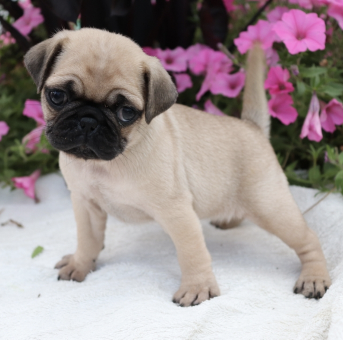 comprar cachorros sanos, baratos y asequibles para la venta